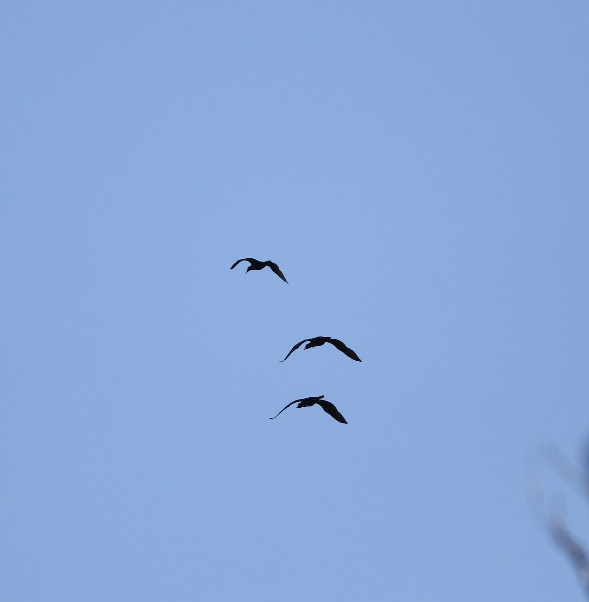 Double-crested Cormorant - ML617305745