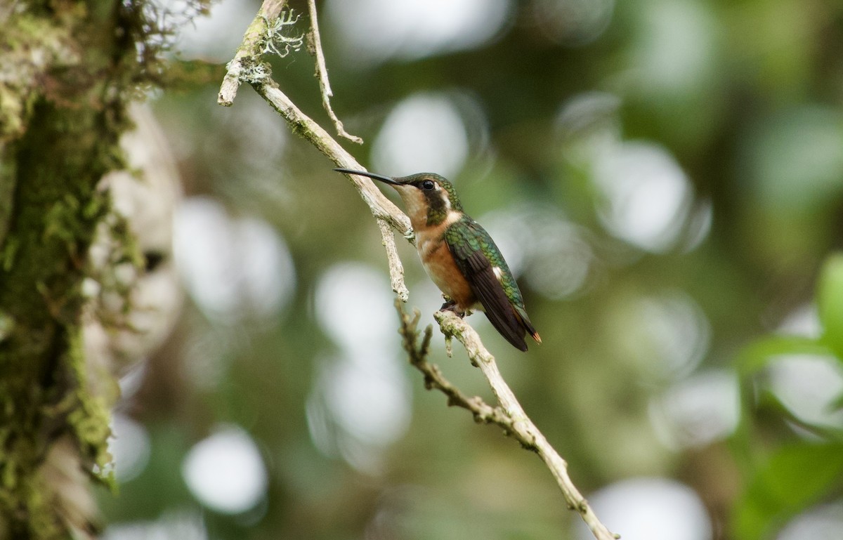 White-bellied Woodstar - ML617305756