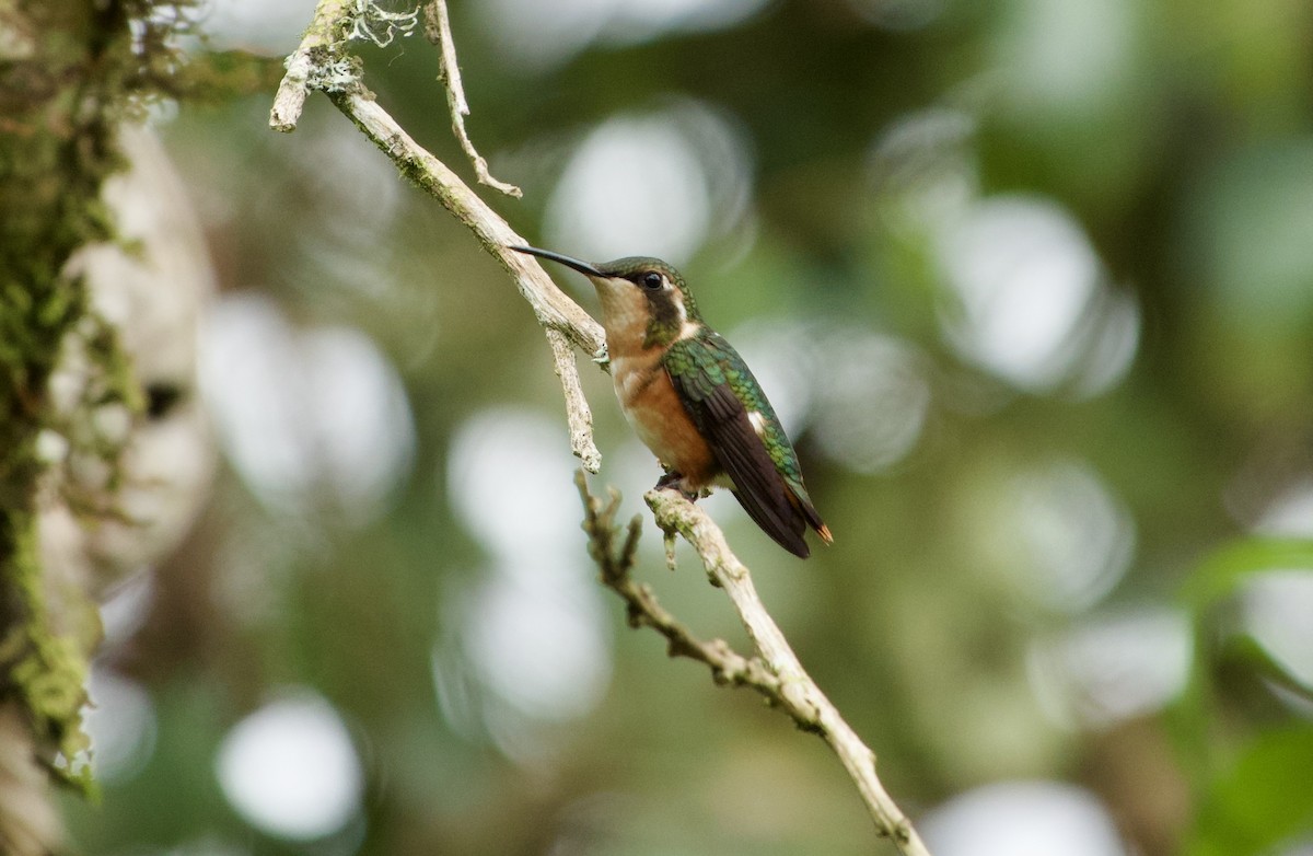 White-bellied Woodstar - ML617305757