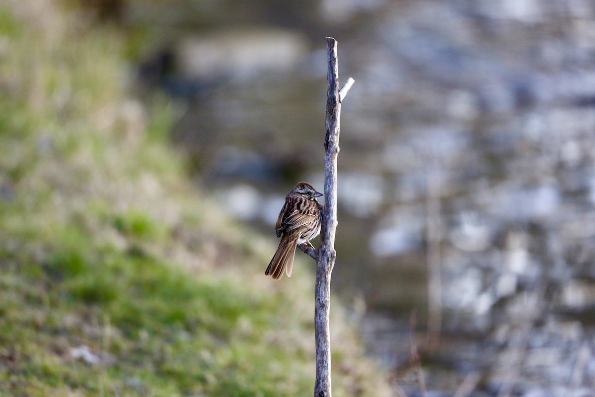 Song Sparrow - ML617305768