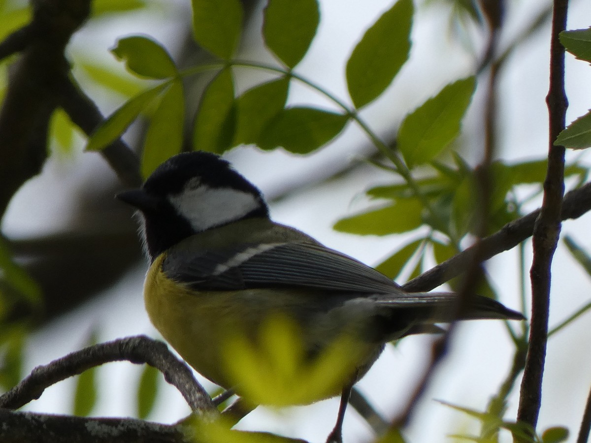 Great Tit - ML617305778