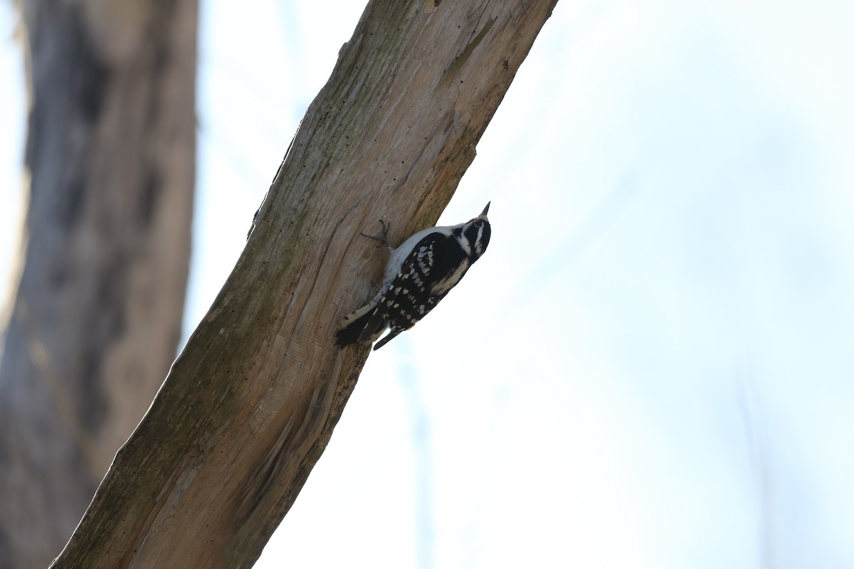 Downy Woodpecker - ML617305800
