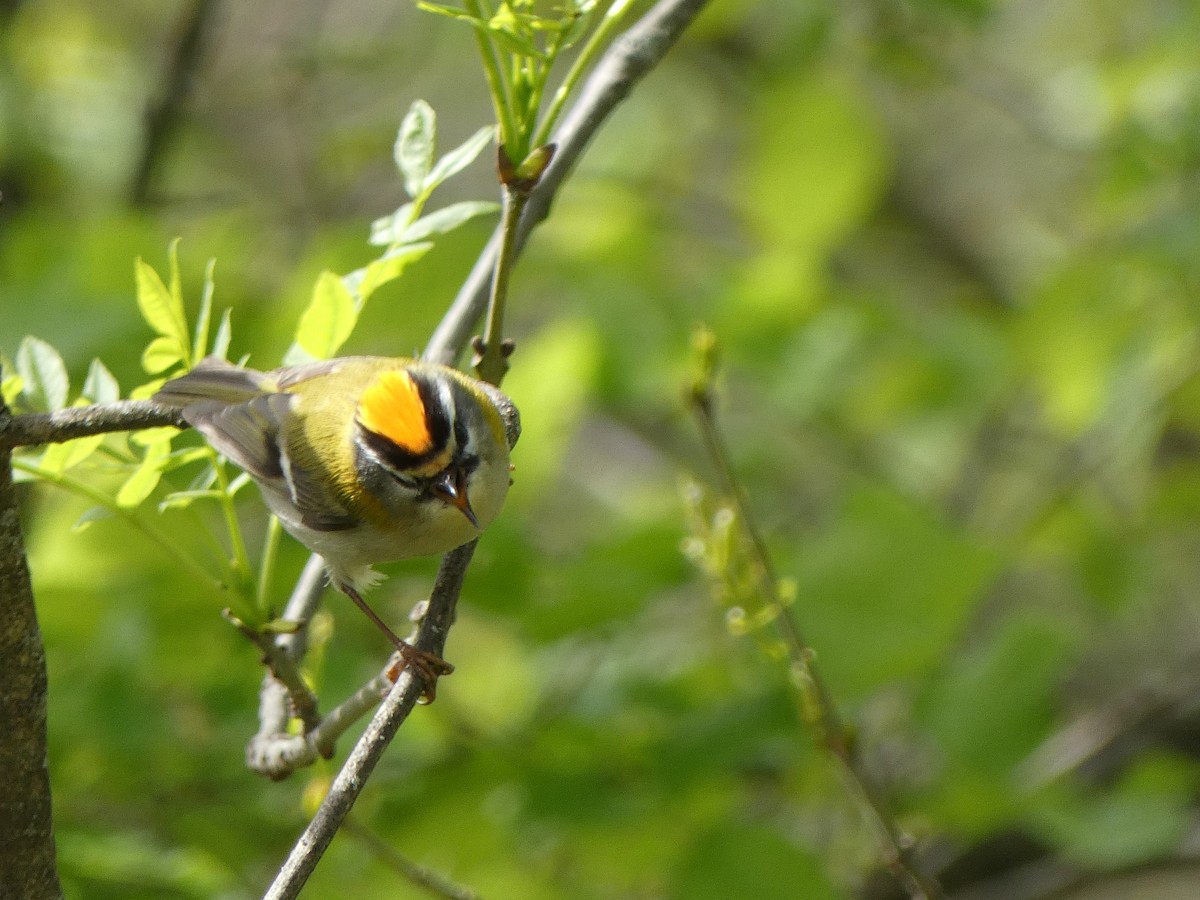 Common Firecrest - ML617305839