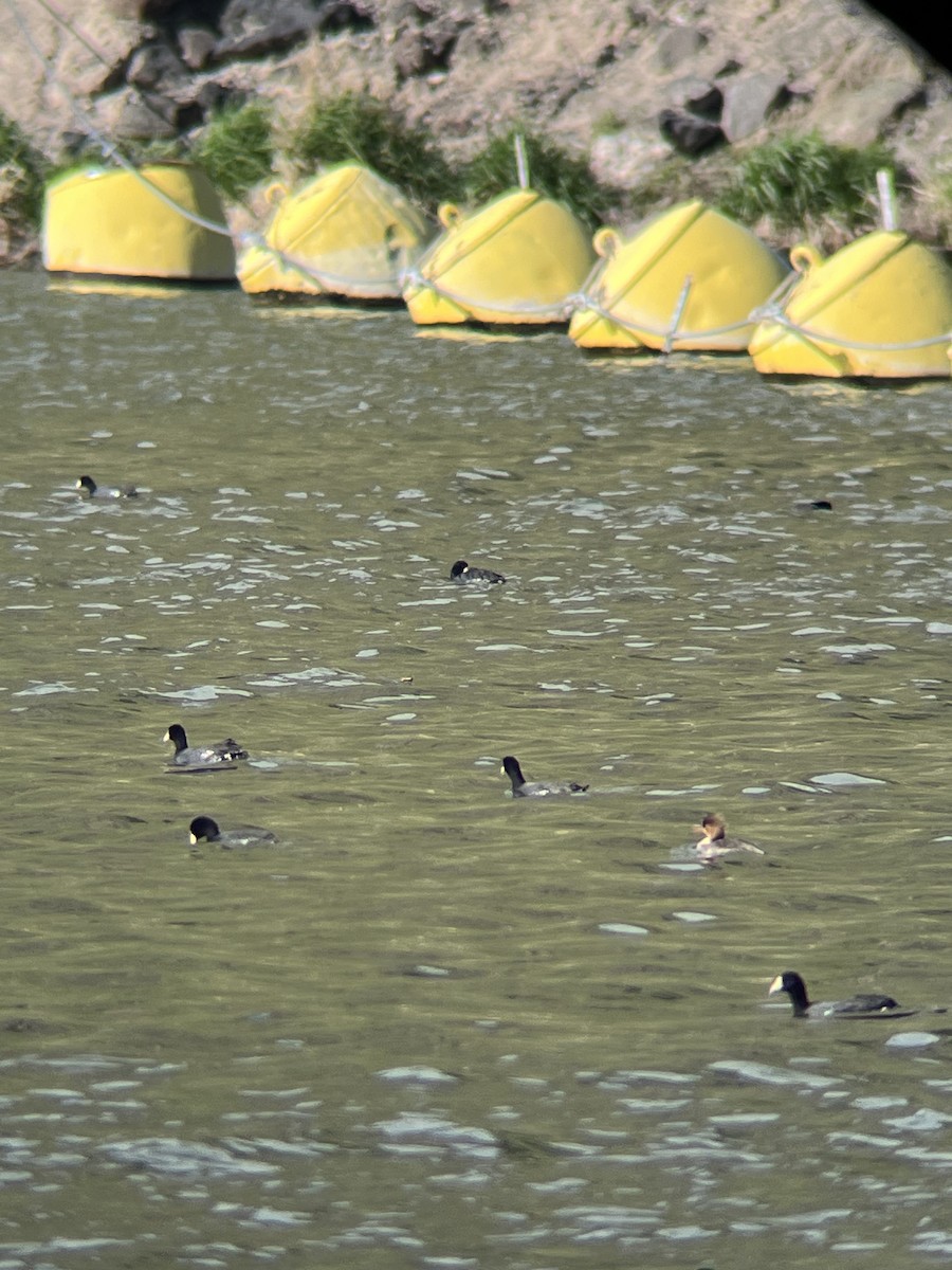 Red-breasted Merganser - ML617305862