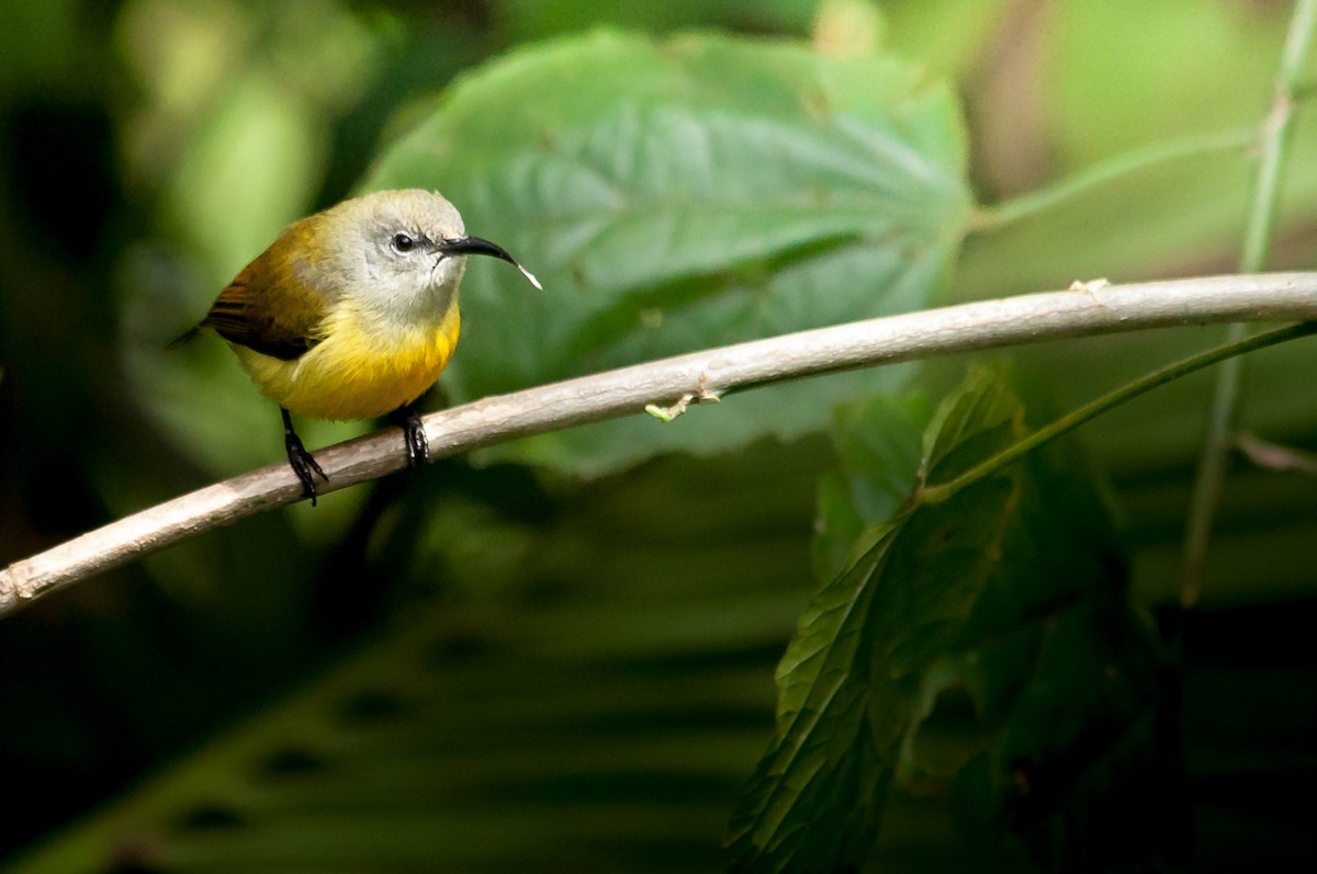 Braunnacken-Nektarvogel - ML617305892