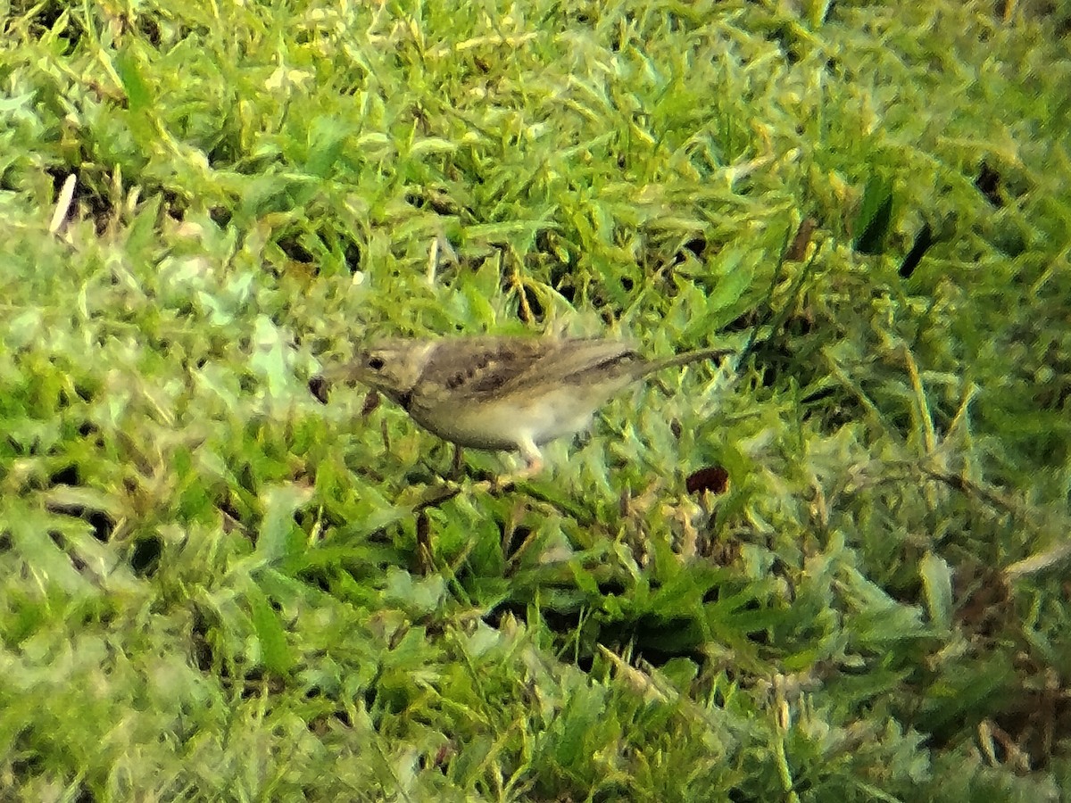 Paddyfield Pipit - Lars Mannzen