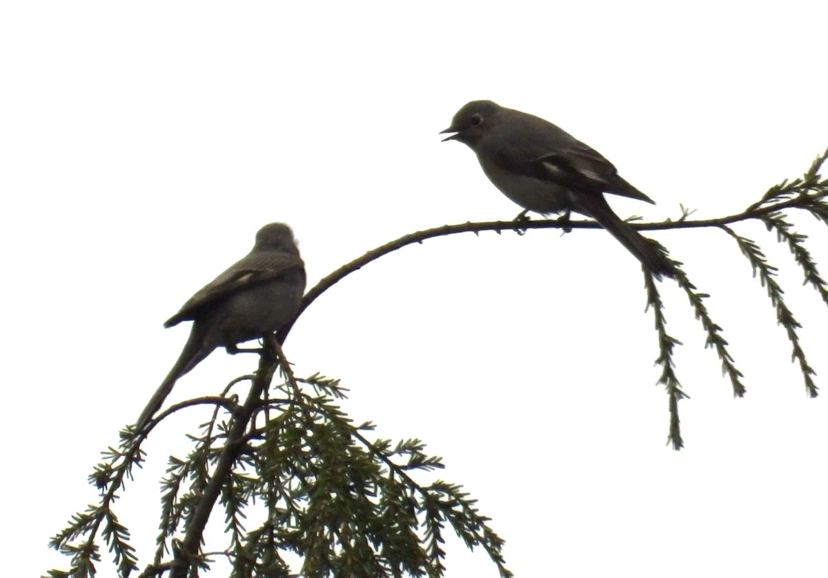 Townsend's Solitaire - ML617305942