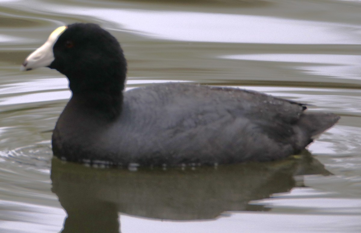 American Coot (White-shielded) - Barry Spolter