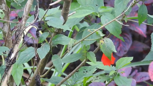 Magnificent Sunbird - ML617305946