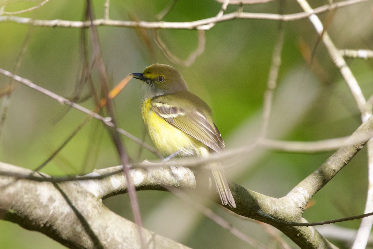 White-eyed Vireo - ML617305962