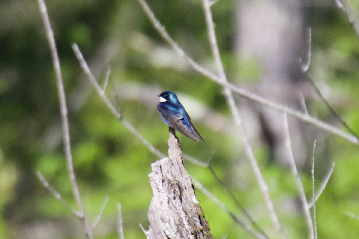 Tree Swallow - Jin Bai