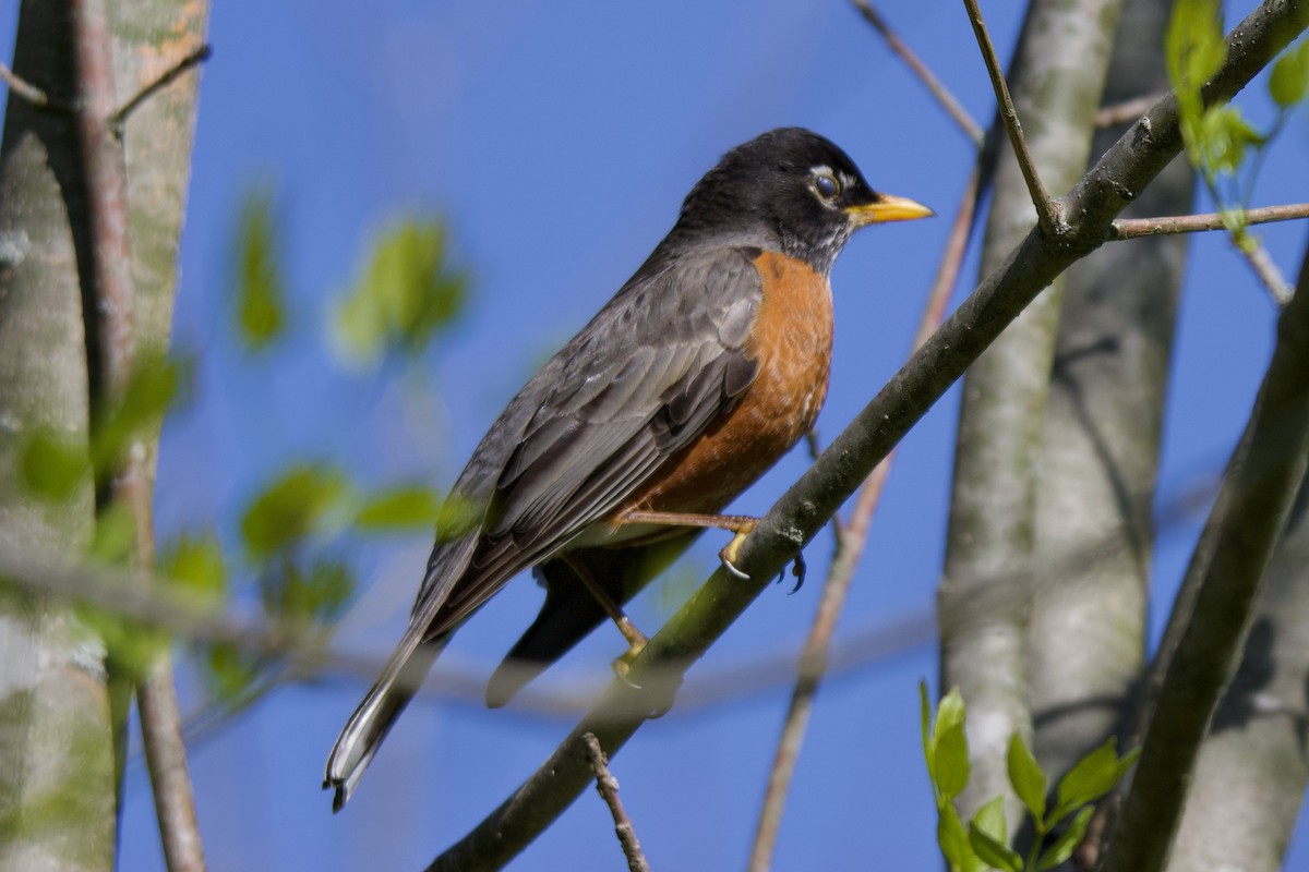 American Robin - ML617305972