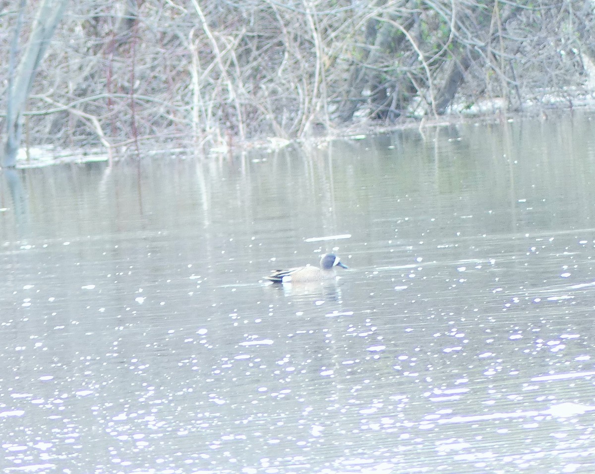 Blue-winged Teal - Teresa Butler