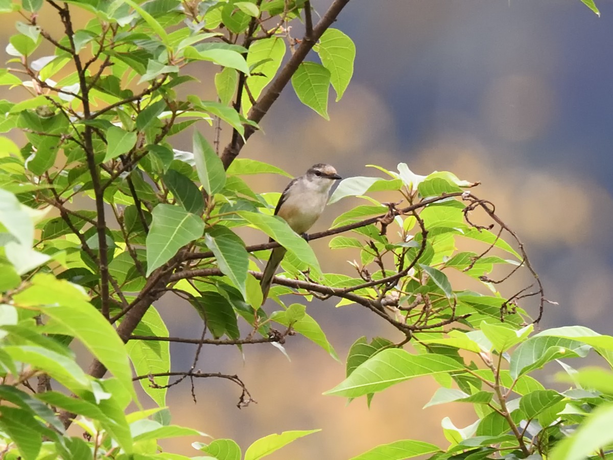 Brown-rumped Minivet - Oleg Chernyshov