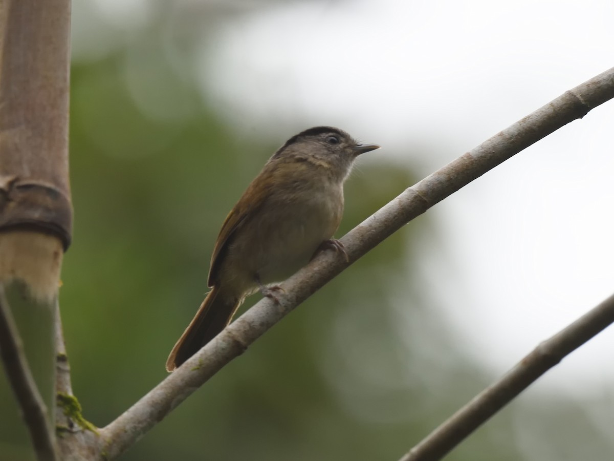 Black-browed Fulvetta - Oleg Chernyshov