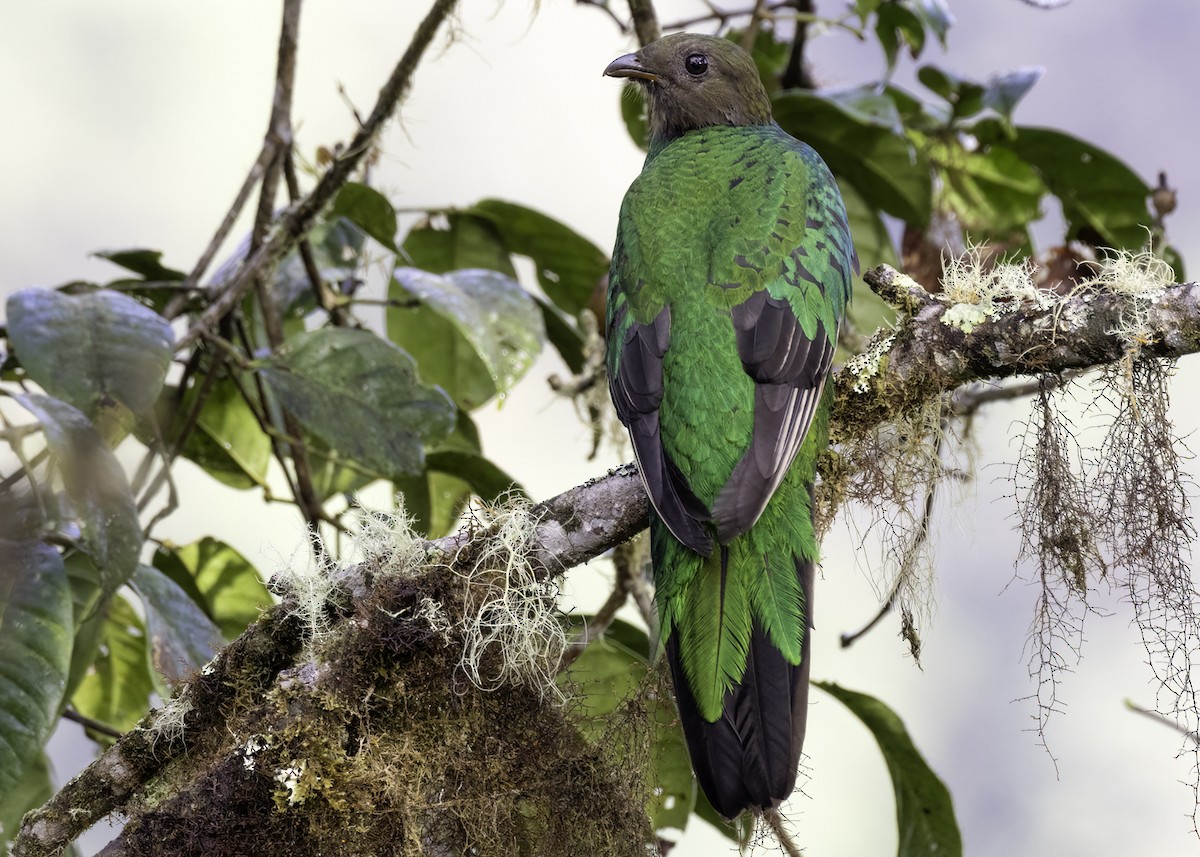 Golden-headed Quetzal - ML617306040