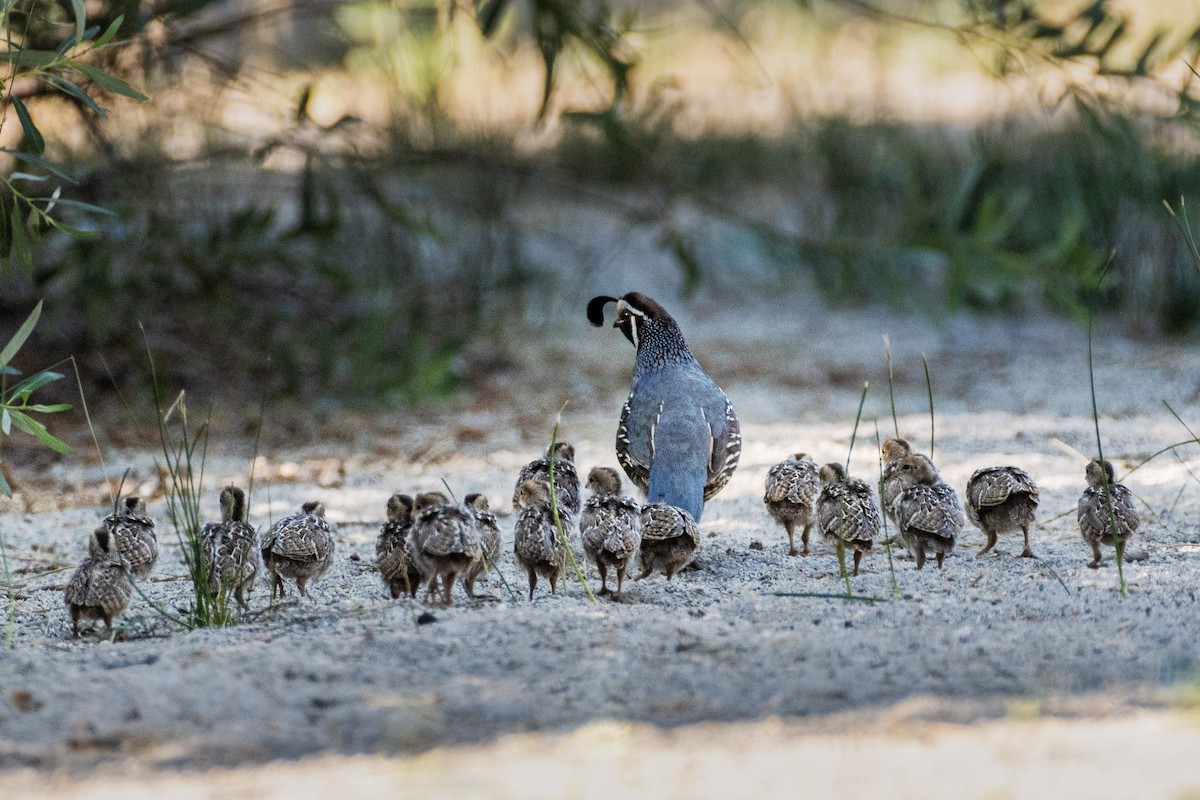 California Quail - ML617306043