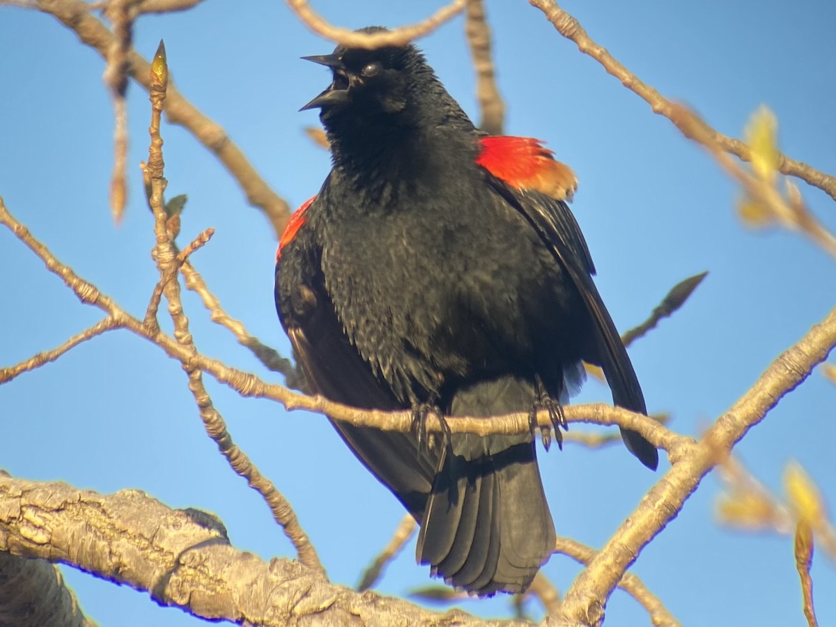 Red-winged Blackbird - ML617306080