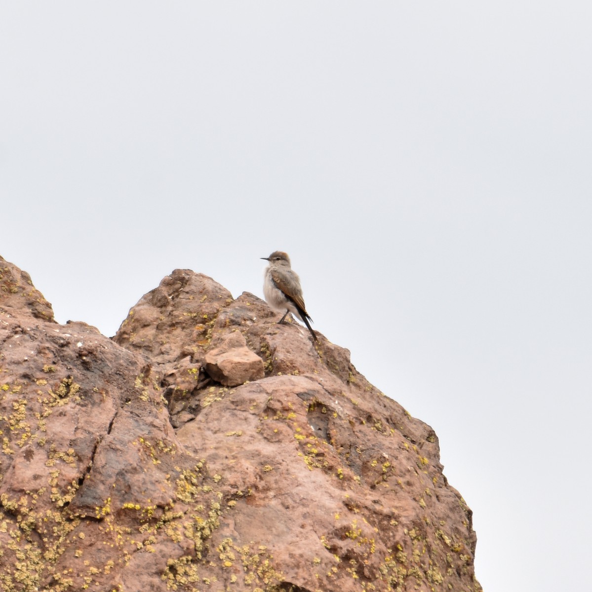 White-browed Ground-Tyrant - Joao Botelho