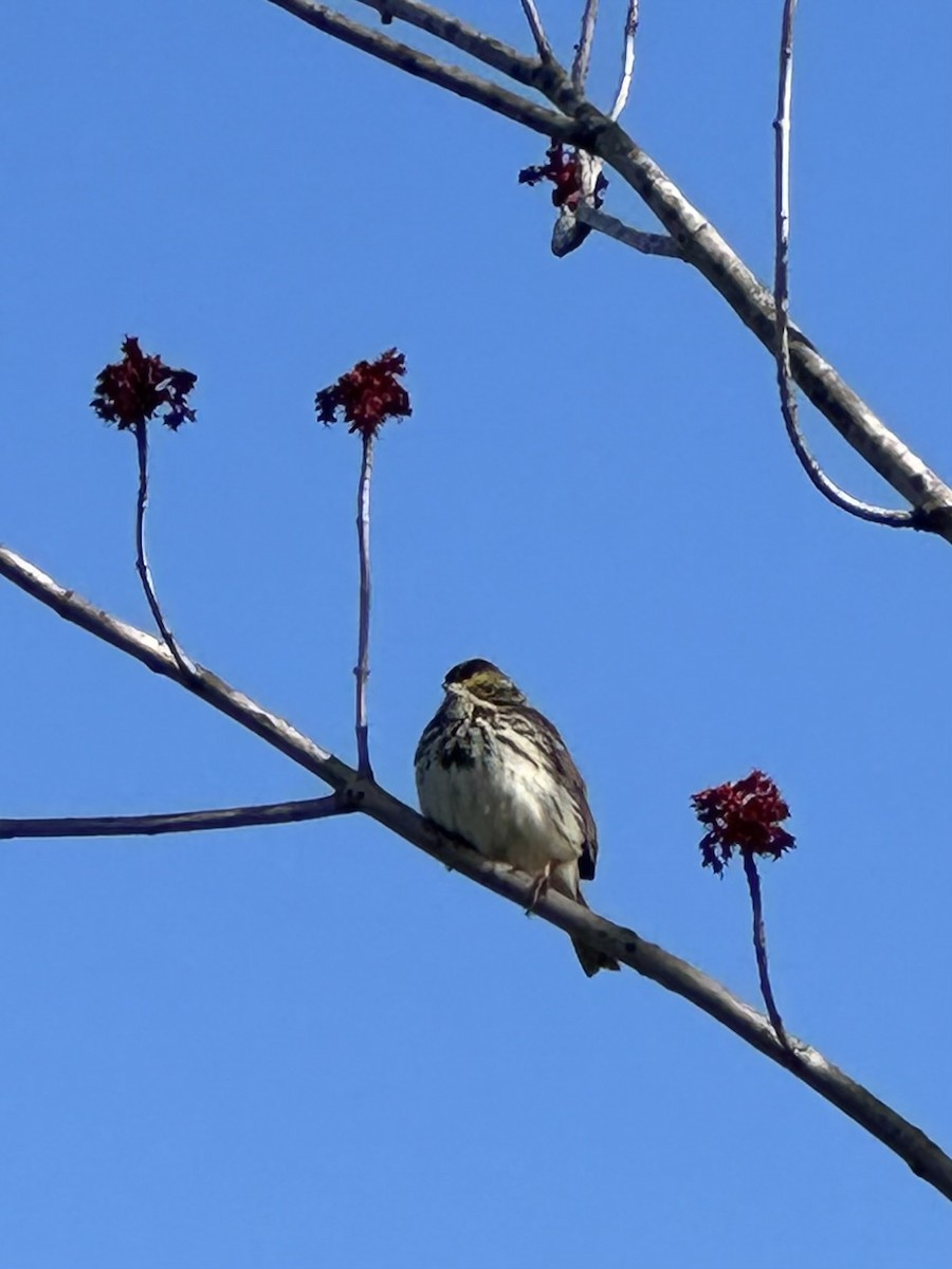 Savannah Sparrow - ML617306195