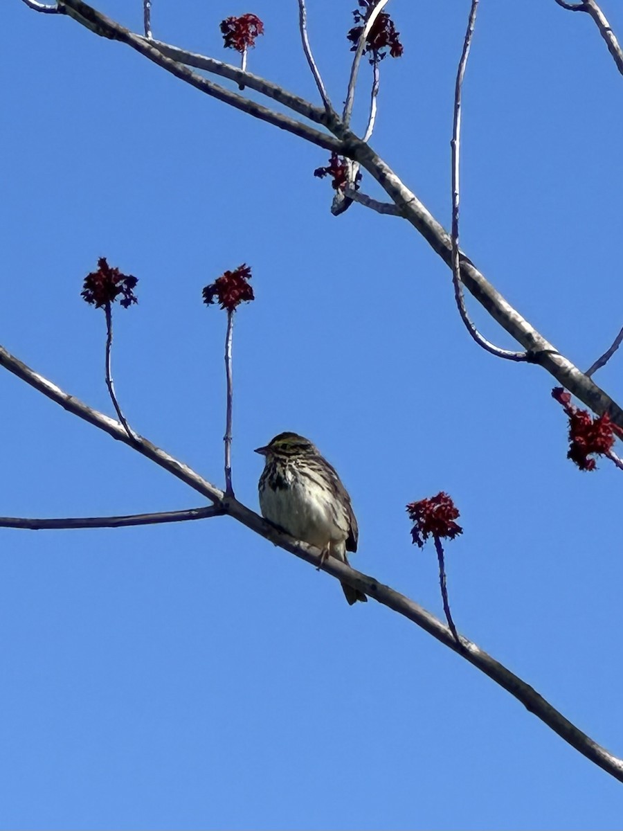 Savannah Sparrow - ML617306196
