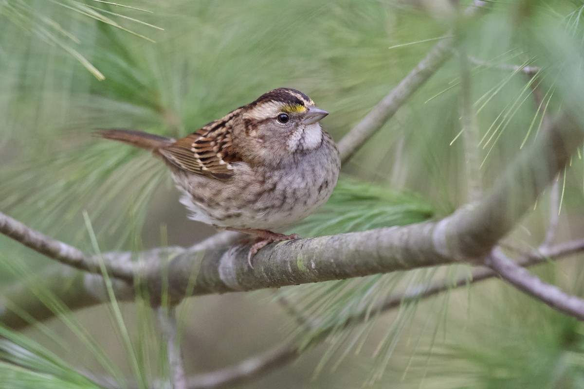 White-throated Sparrow - Alden Dauby