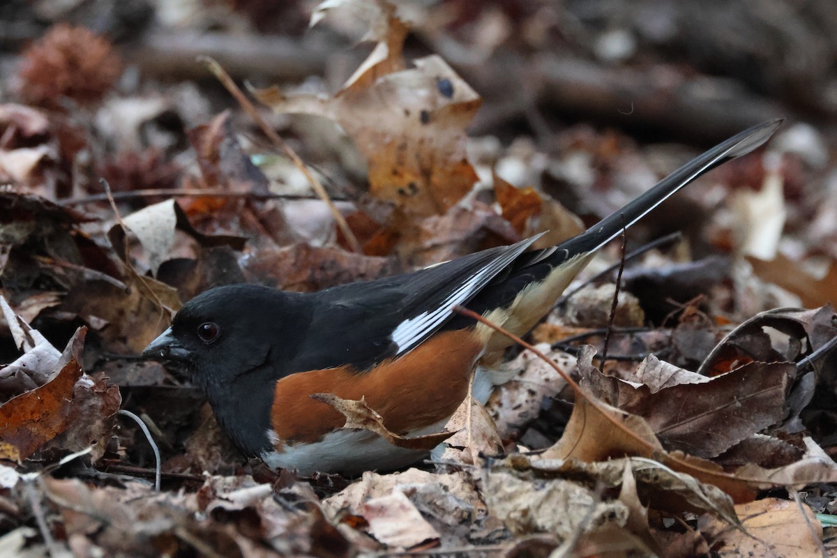 Eastern Towhee - ML617306242