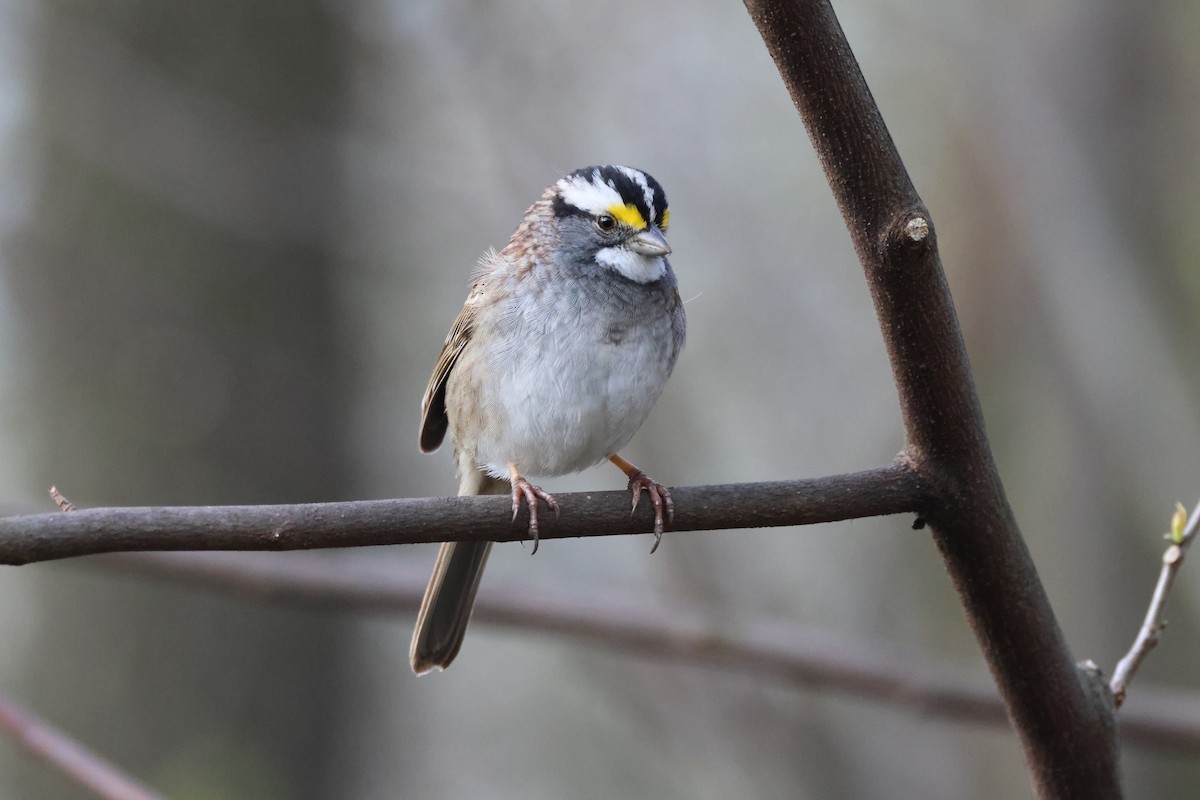 White-throated Sparrow - ML617306246