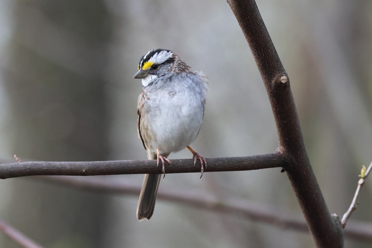 White-throated Sparrow - ML617306247