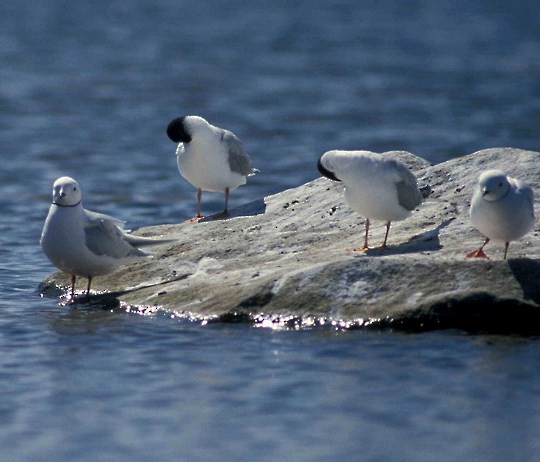 Ross's Gull - ML617306252