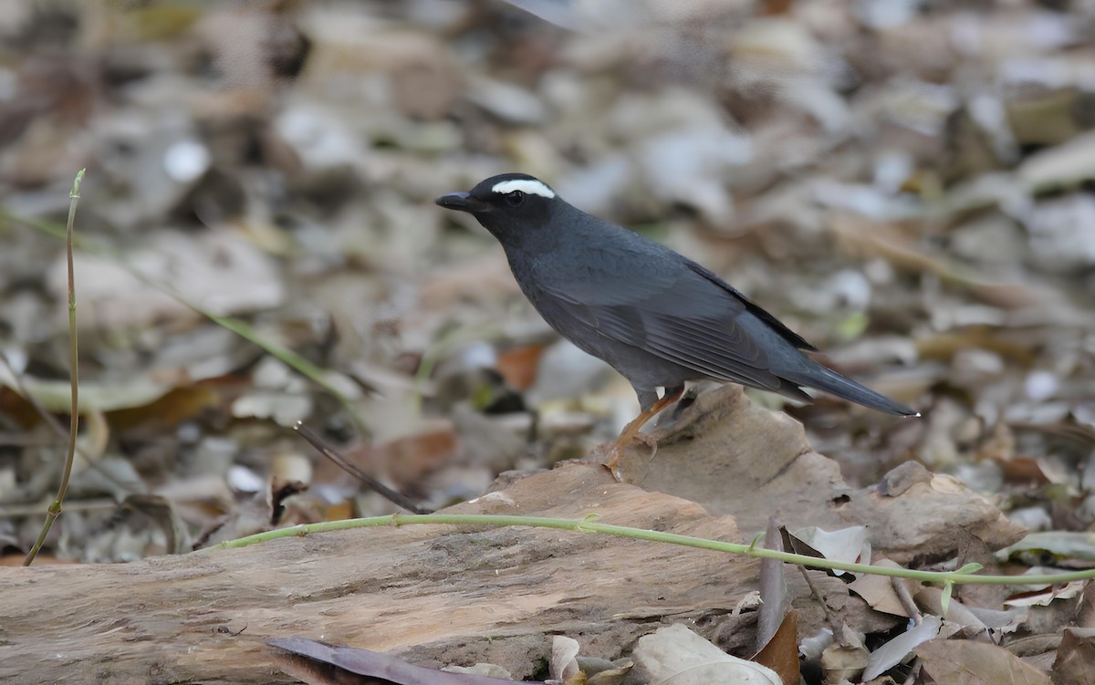 Siberian Thrush - ML617306277