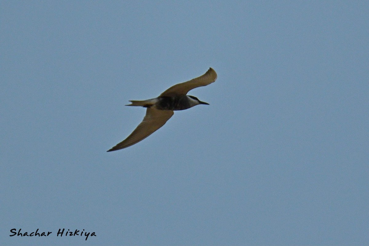 Whiskered Tern - ML617306364