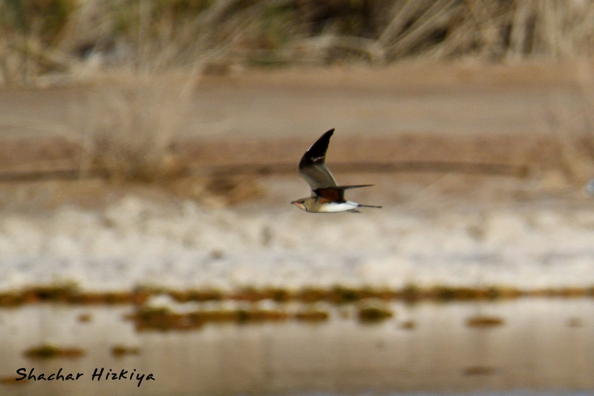Collared Pratincole - ML617306367