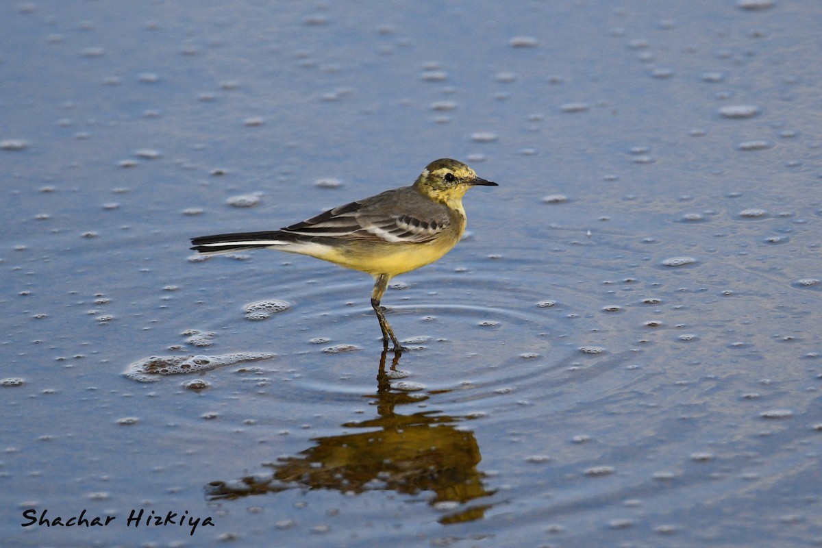 Citrine Wagtail (Gray-backed) - ML617306372