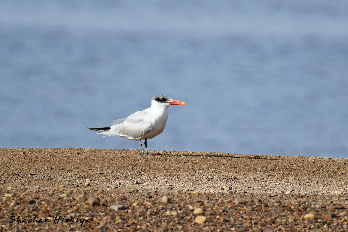 Морин хараалай - ML617306390