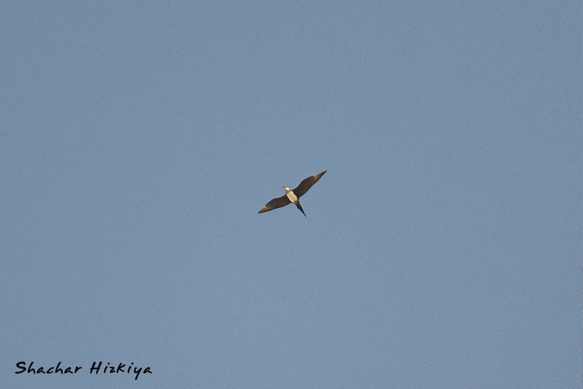 Parasitic Jaeger - ML617306396