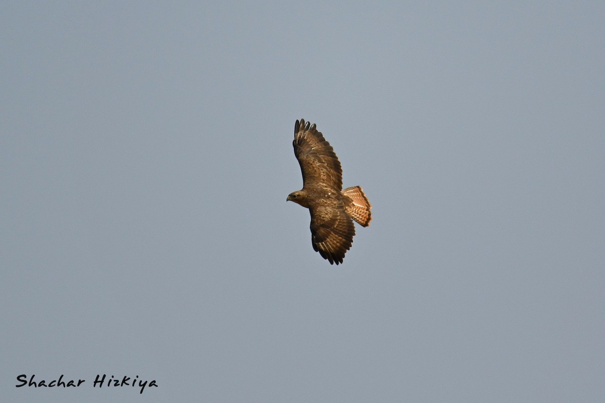 Common Buzzard (Steppe) - ML617306411