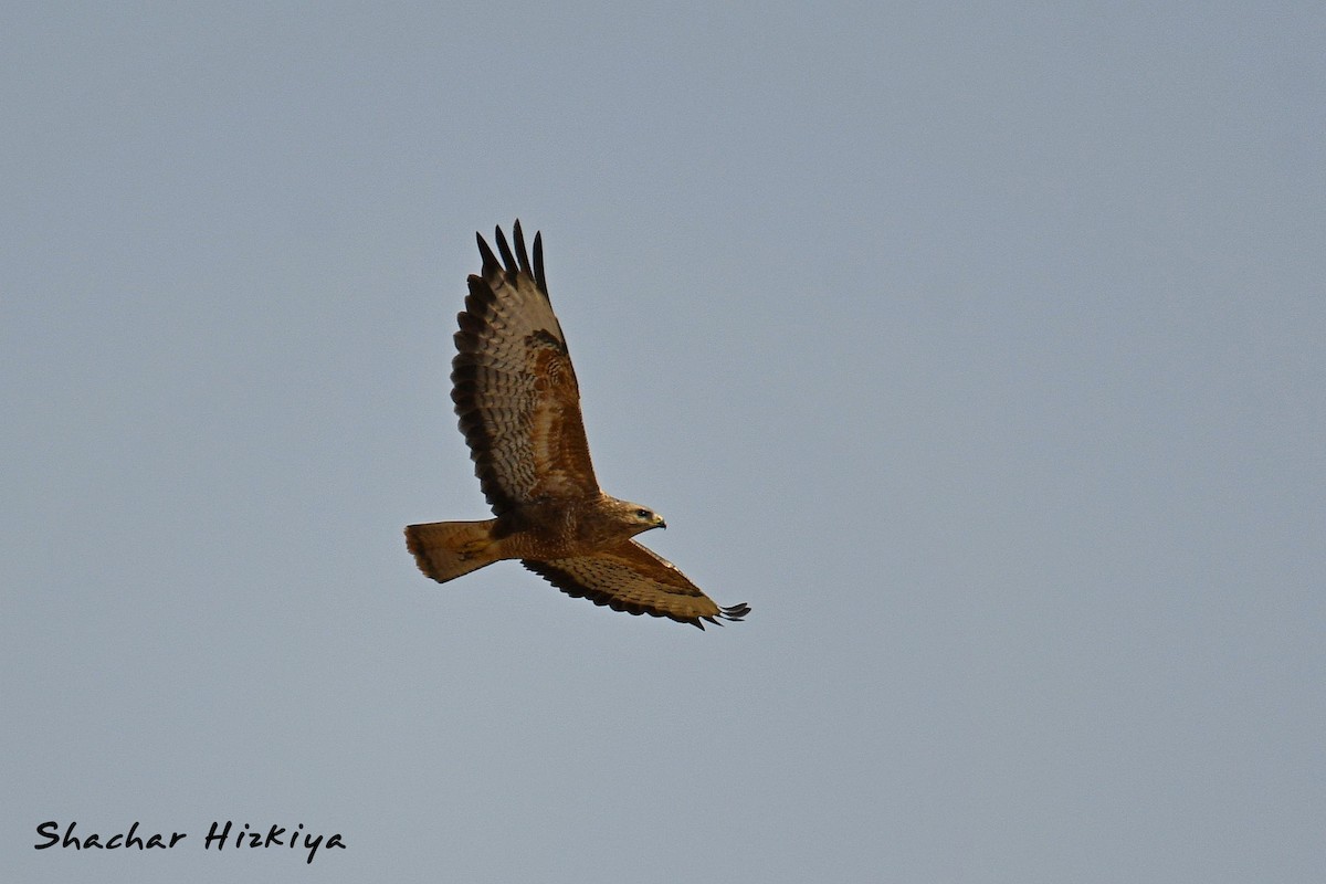 Common Buzzard (Steppe) - ML617306412