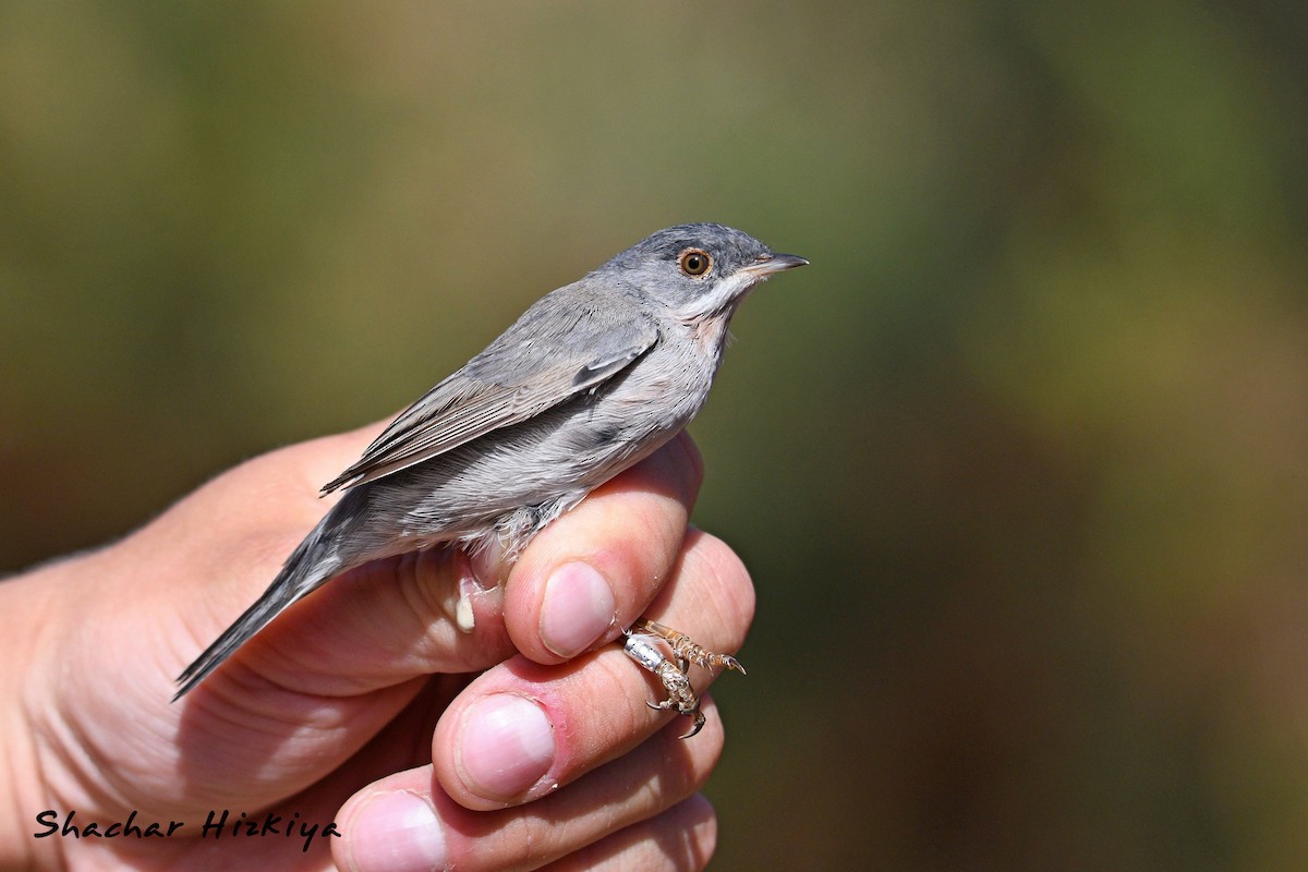 Menetries's Warbler - ML617306418