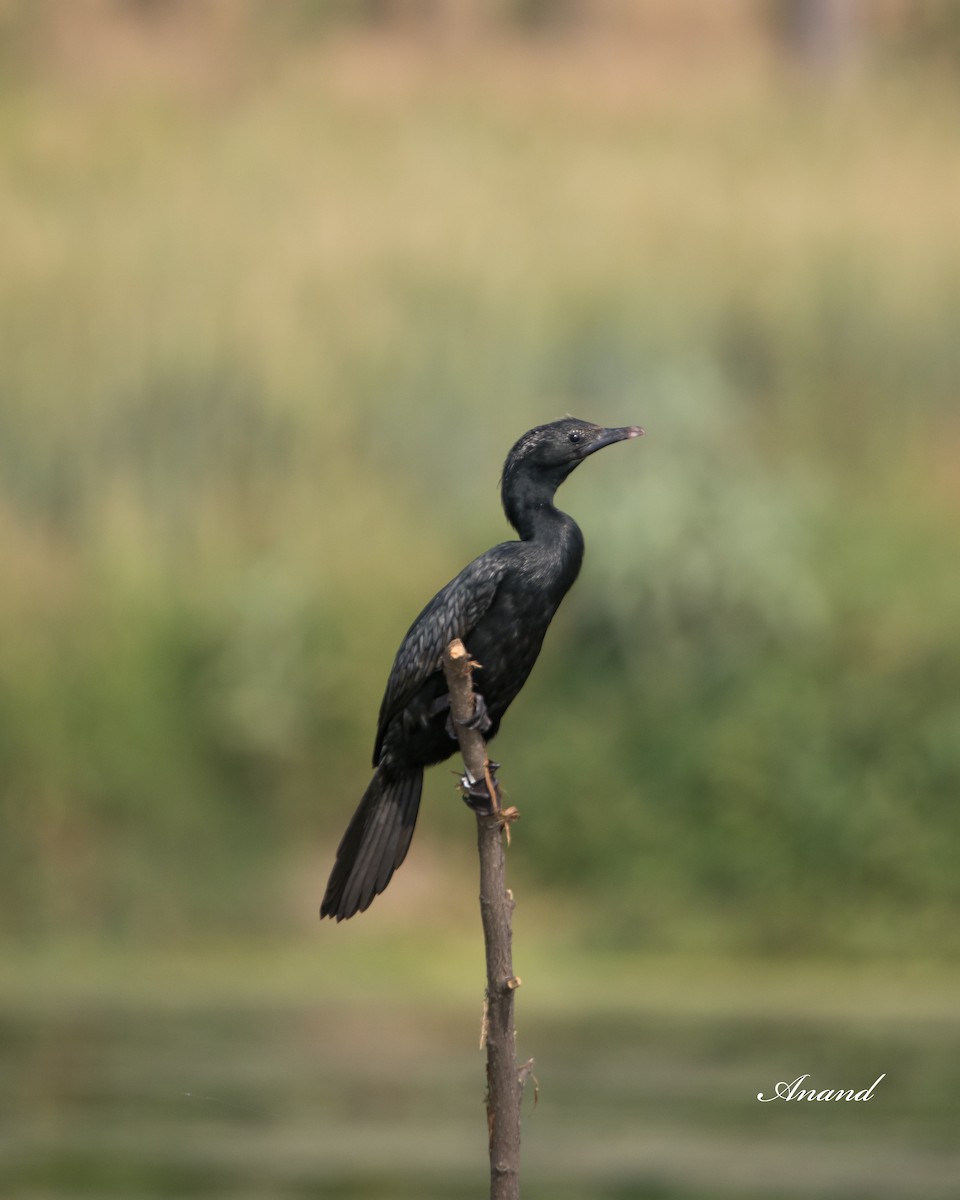 Little Cormorant - ML617306441