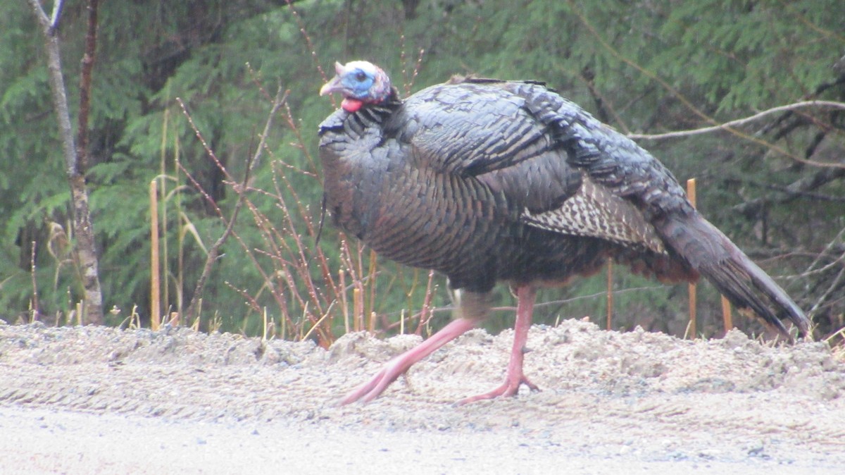 Wild Turkey - ML617306447