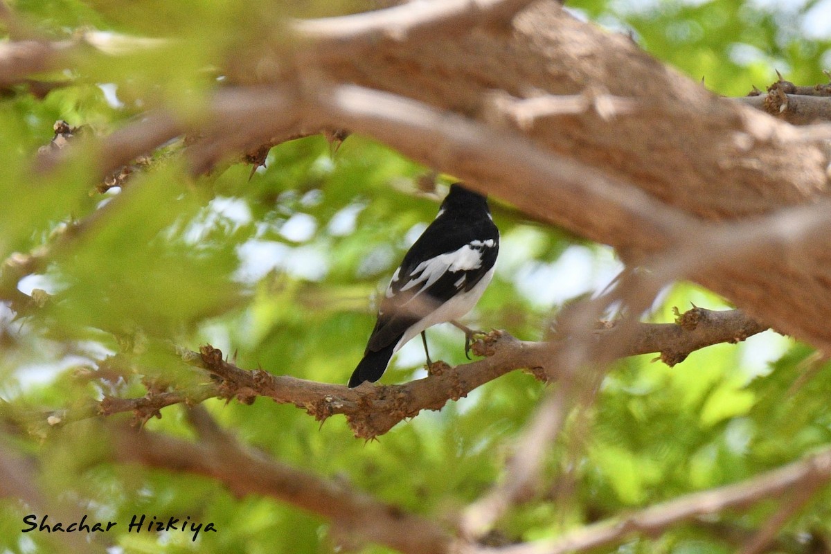 Semicollared Flycatcher - ML617306462