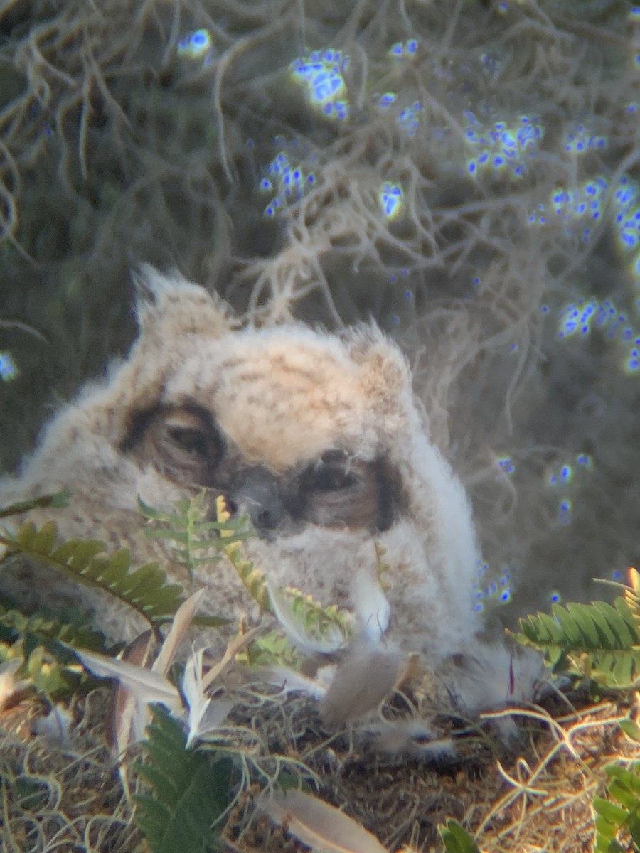 Great Horned Owl - ML617306477