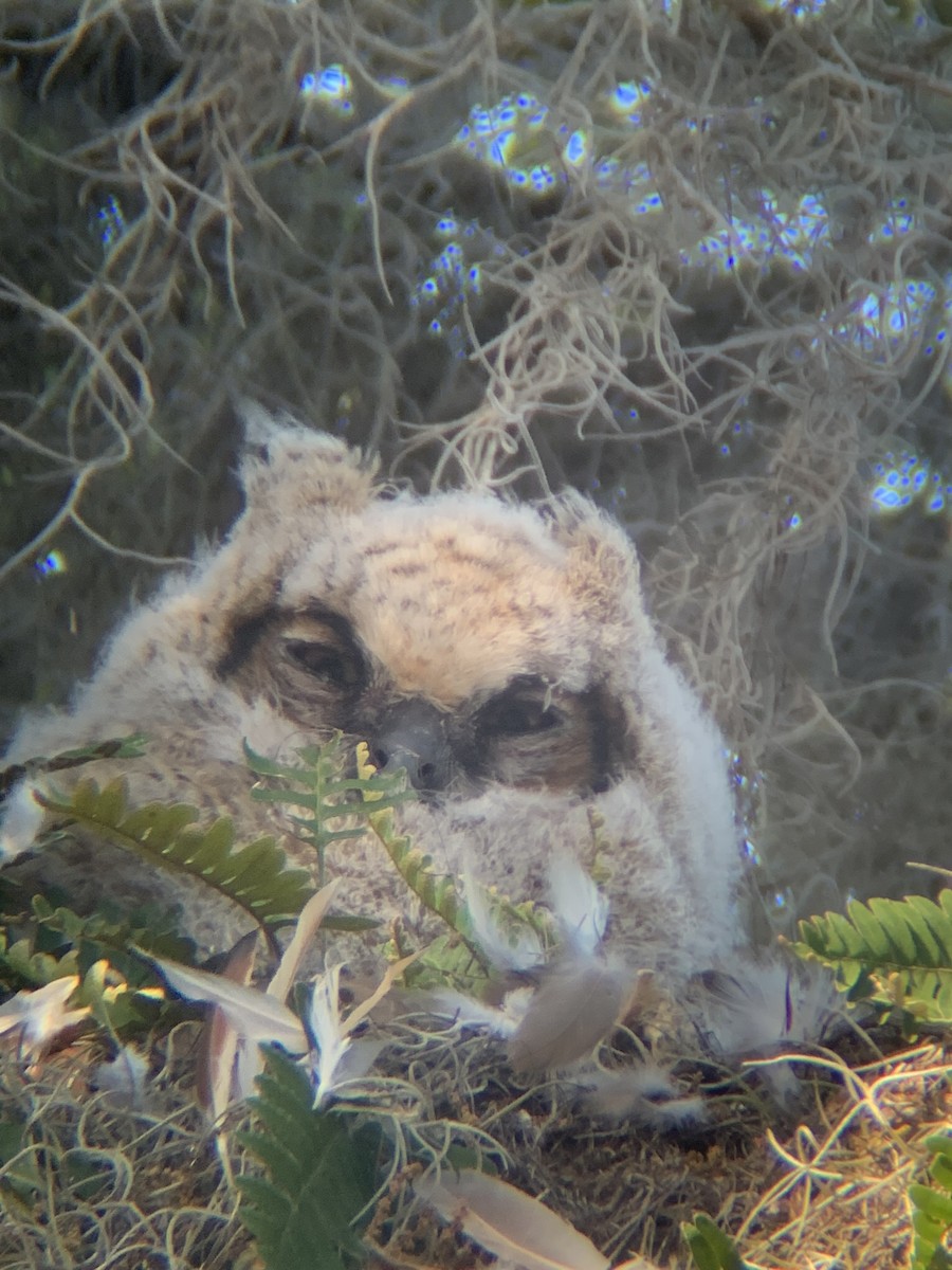 Great Horned Owl - ML617306478