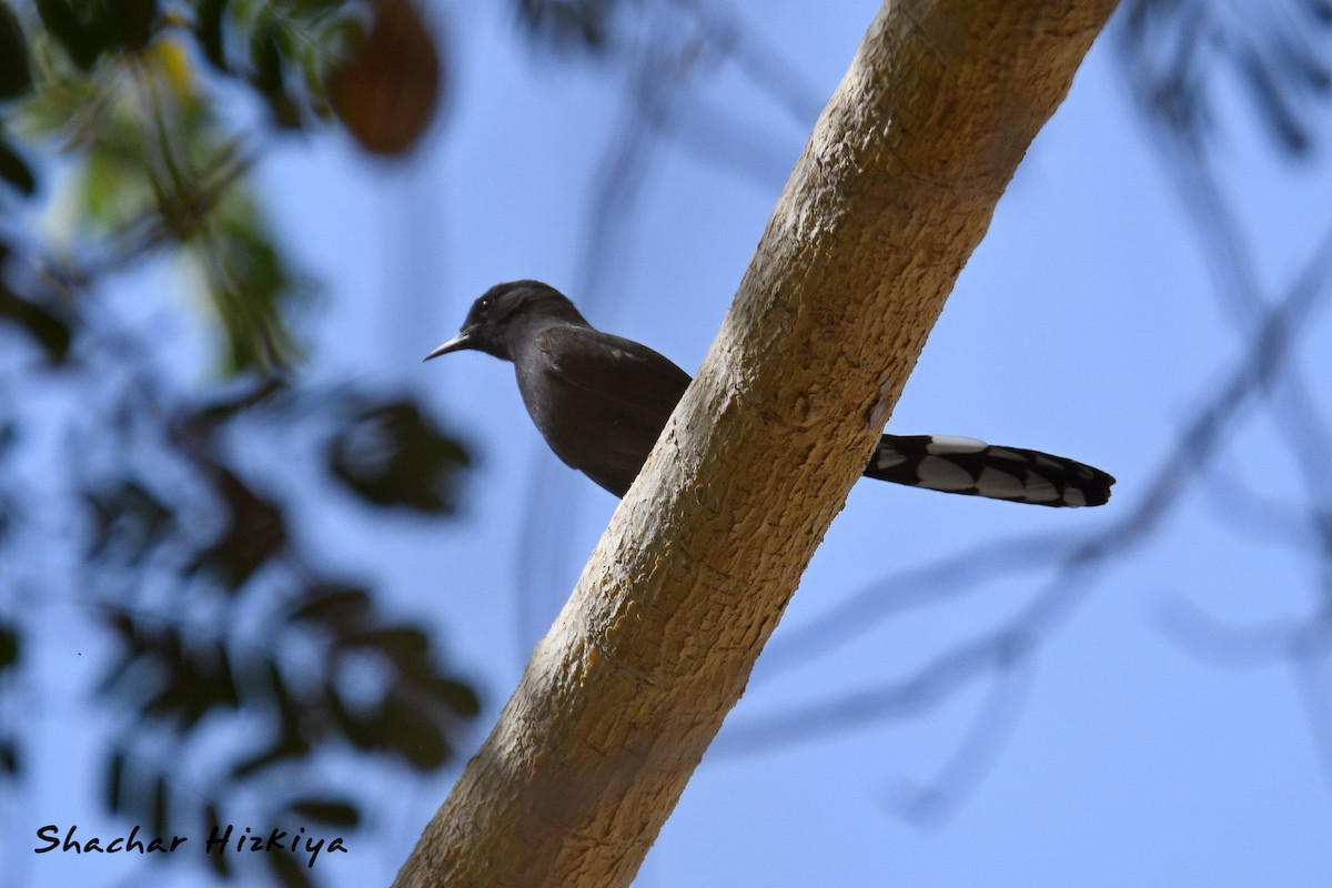 Black Scrub-Robin - ML617306483