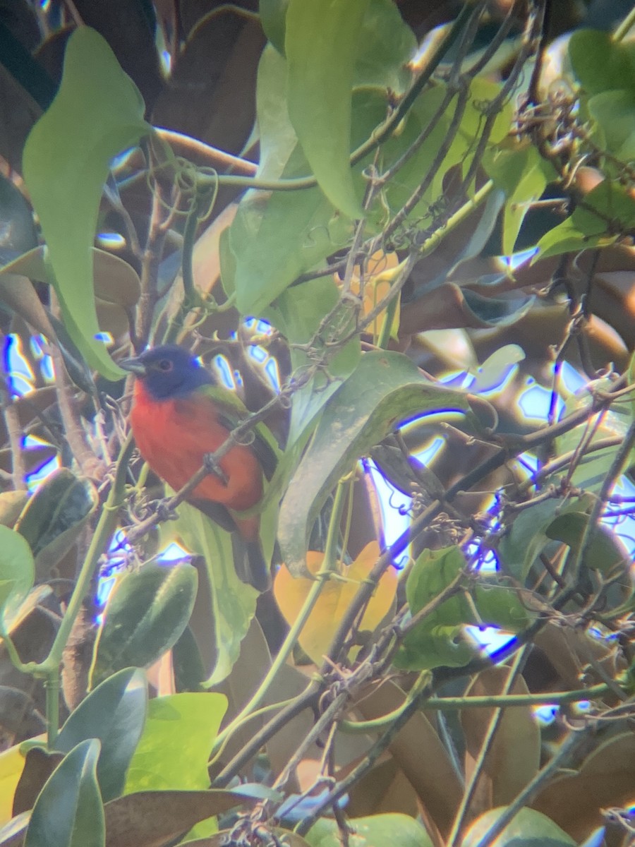 Painted Bunting - ML617306485