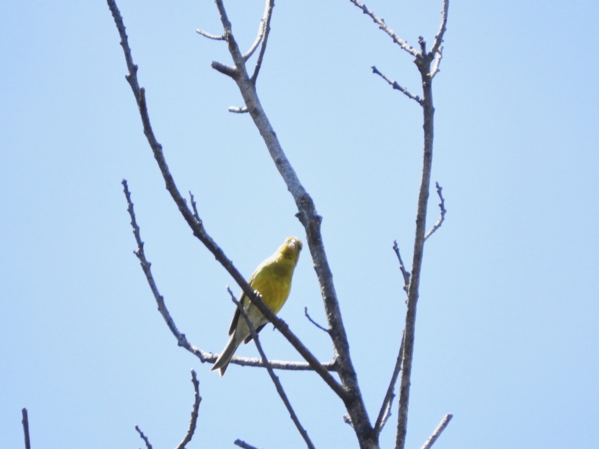 Island Canary - ML617306489