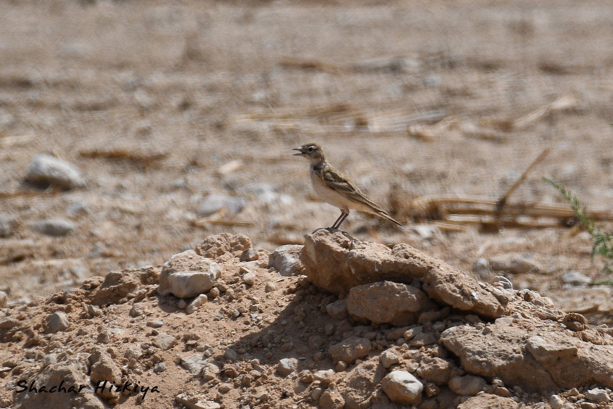 Greater Short-toed Lark - ML617306495