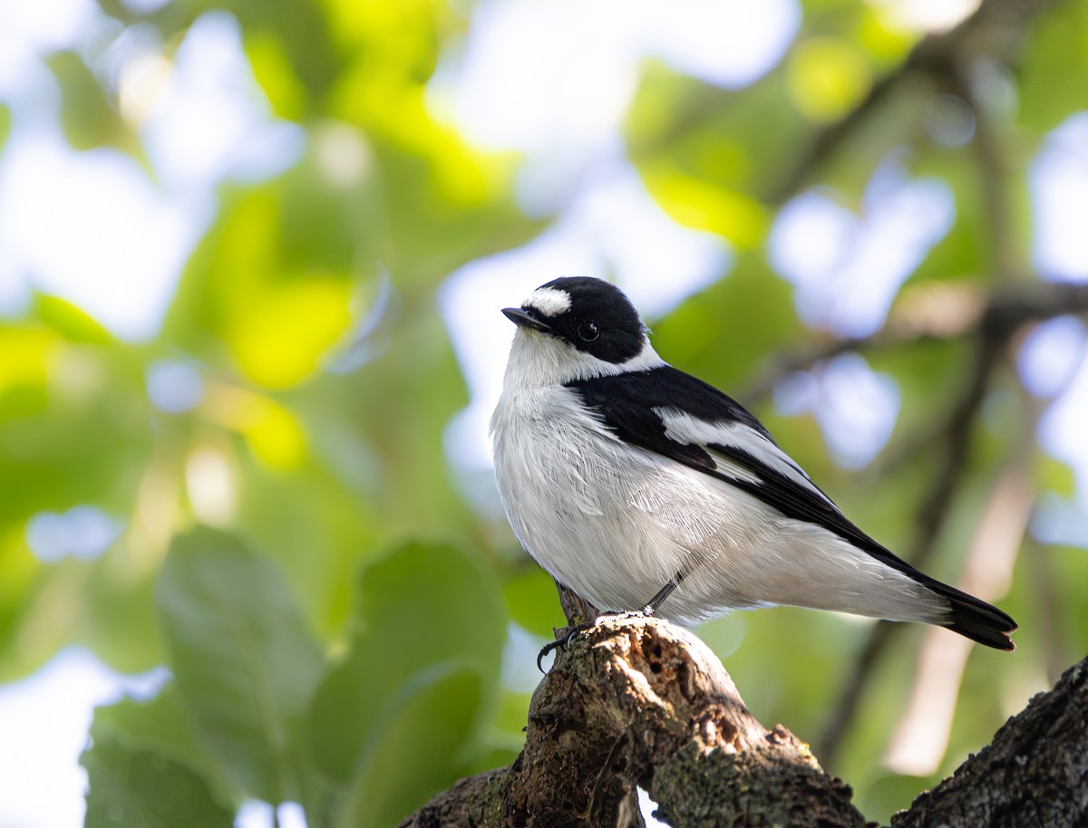 Collared Flycatcher - ML617306500