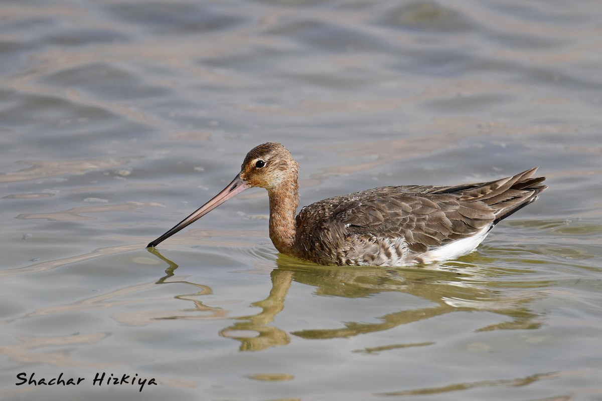 Black-tailed Godwit (limosa) - ML617306530